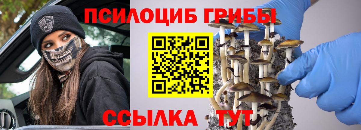 купить наркотики цена  Вход с VPN  Губкин  Псилоцибиновые грибы Cubensis 